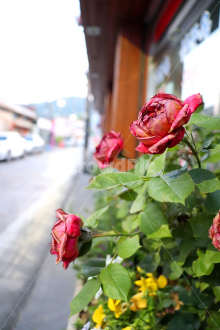 장미,꽃,색감,로즈,rose,flowers,붉은색