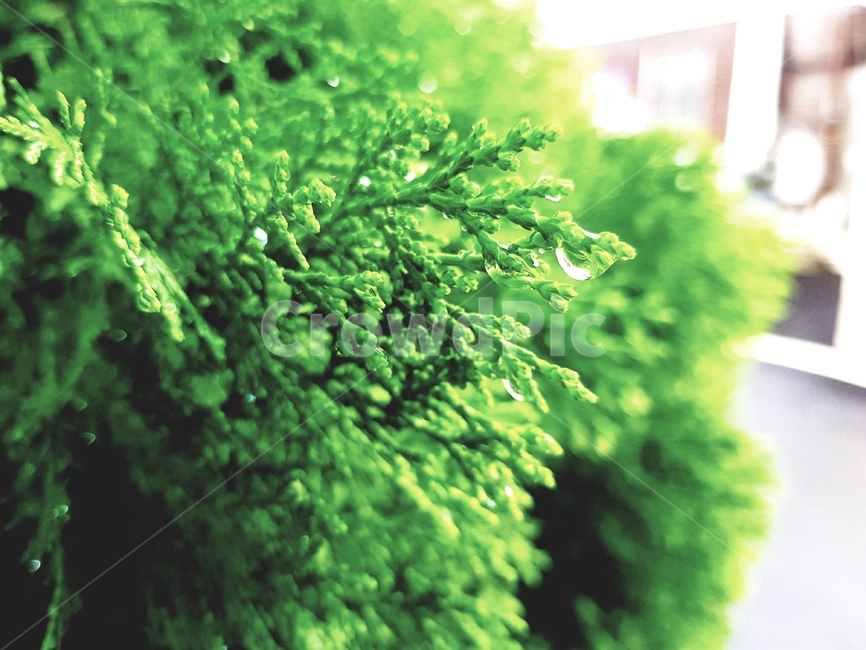 초록,비,물방울,식물,자연,plants,nature