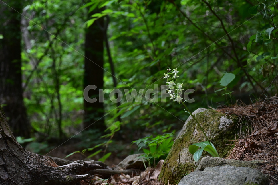 제비난초,야생화,생태,식물,자연,꽃,힐링,플라워,wildflower,flower,plants,nature,season,감성,느낌,emotion,feeling,초본,난초과,제비난초속,식물,자연,plants,nature