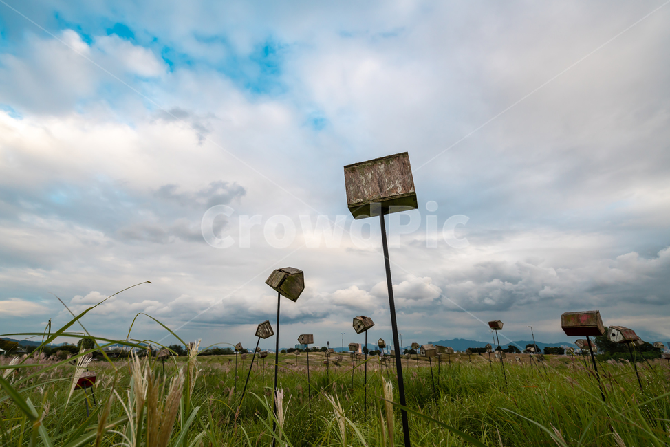 하늘공원,억새,하늘,풍경,공원,구름,배경화면,sky,landscape,blue,cloud,자연,풍경,nature,landscape,grassland,목초지,field,들,outdoors,옥외