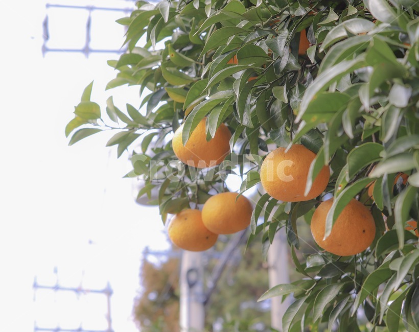 fruit,과일,food,식품,orange,주황색,citrusfruit,감귤류과일,plant,식물,나무,tree,귤나무,귤,감귤,tangerine,mandatin,과일,열매,fruit