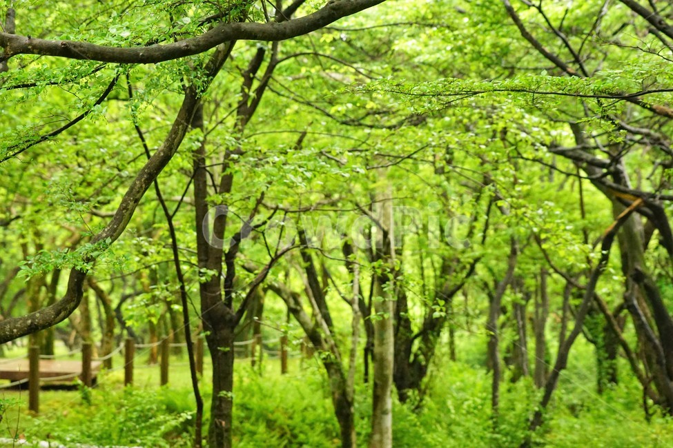 숲속,나무,자연,초록색,맑은공기,자연,풍경,nature,landscape,식물,plants,나무,trees,wood,vegetation,초목,tree,woodland,삼림지,plant,forest,숲,outdoors,옥외,land,땅,grove,작은 숲,path,통로