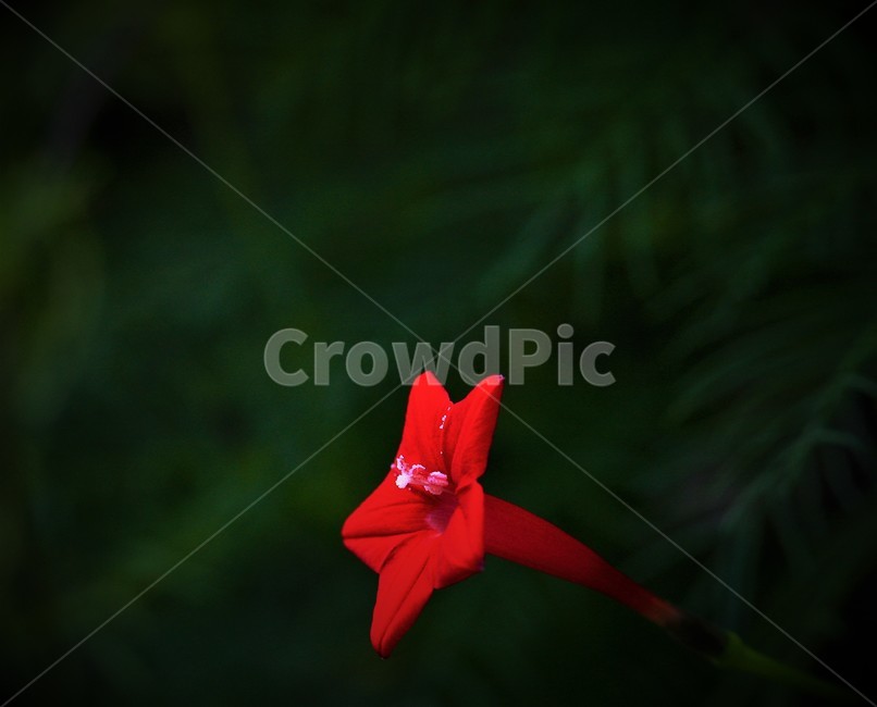 꽃,접사,뼐꽃,자연,flower,식물,자연,plants,nature,꽃,flower