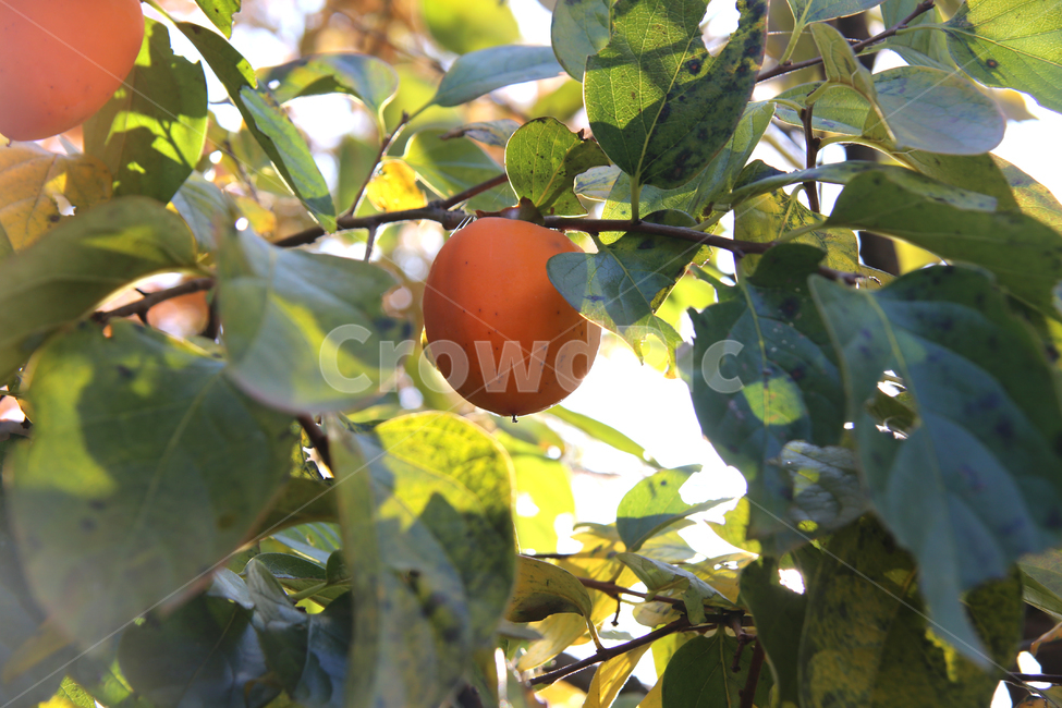 감,대봉,가을,food,식물,과일,음식,가을,계절,fall,autumn,season,과일,열매,fruit,plant