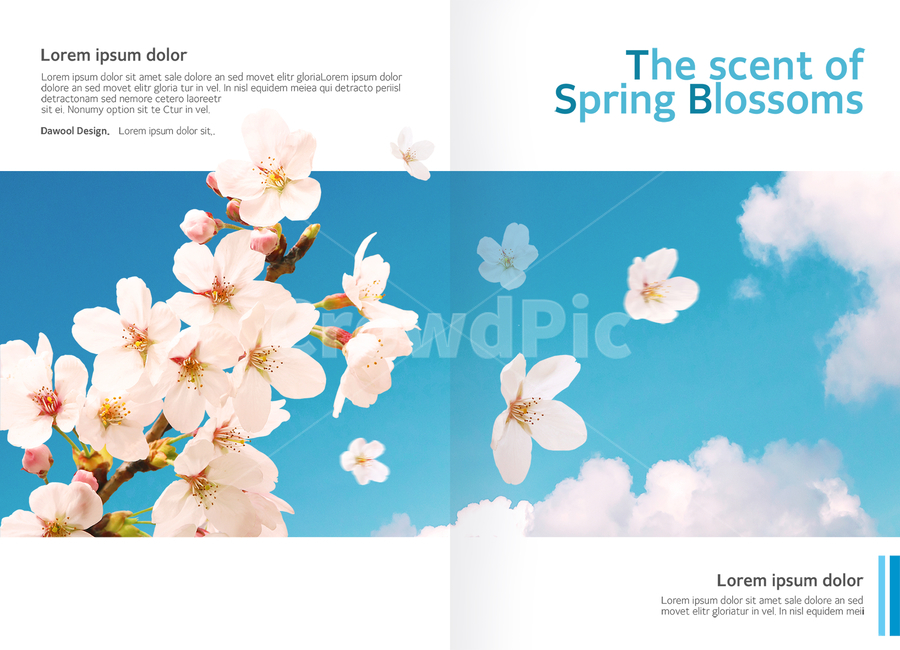 하늘,벚꽃,꽃,벚나무,봄,감성,텍스트박스,말상자,표지,전단지,브로슈어,카달로그,봄,계절,spring,season,비즈니스,사업,business,service,work,그래픽,일러스트레이션,graphic,illustration