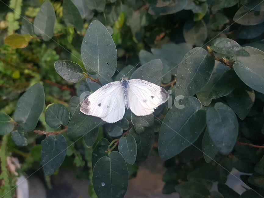 leaf,잎,plant,식물,나비,흰나비
