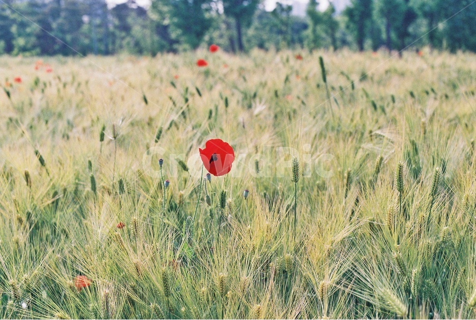 양귀비,꽃,들판,붉은꽃,poppy,flower,자연,풍경,nature,landscape,식물,plants,꽃,flower,감성,sensible,feeling,plant,grass,잔디