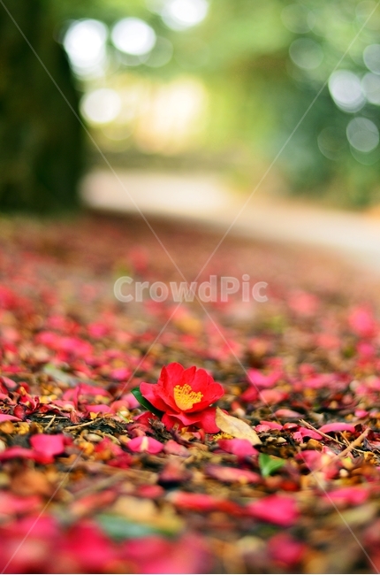 봄,동백꽃,동백,꽃,자연,식물,꽃잎,아웃포커싱,봄,계절,spring,season,꽃,flower,감성,sensible,feeling,petal,plant,blossom