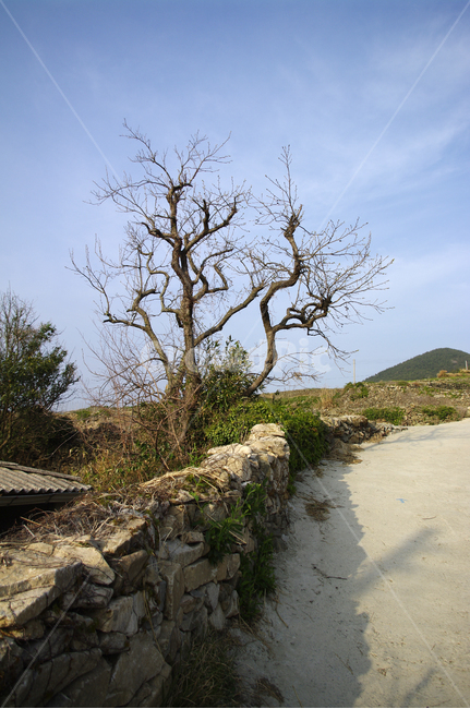 청산도,돌담길,돌담,집,길,보리밭,식물,plant,하늘,나무,자연,풍경,nature,landscape,outdoors,옥외