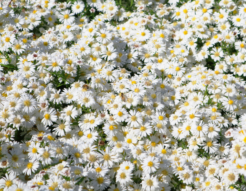 outdoor,beauty,flora,garden,beautiful,yellow,natural,floral,white,daisy,background,green,plant,nature,flower,blossom,식물,꽃,데이지,꽃밭,정원,공원,식물,자연,plants,nature,꽃,flower