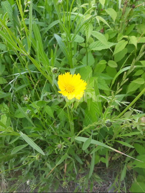 봄,노란꽃,flower,자연,풀