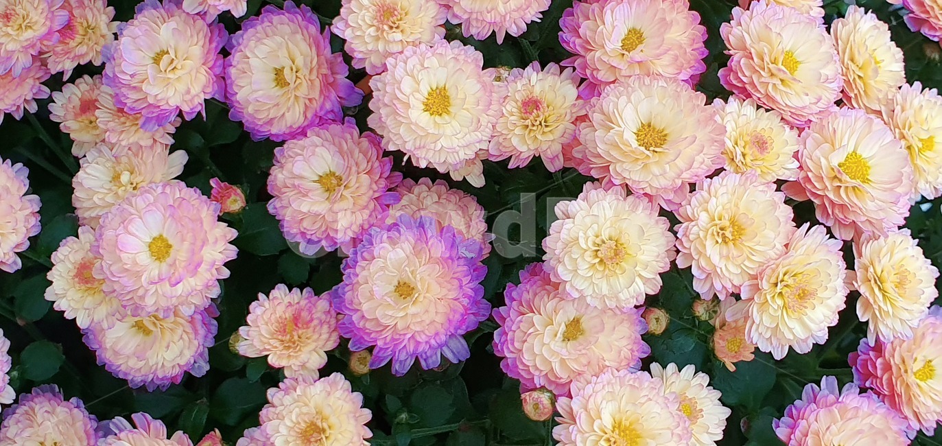 plant,꽃,flower,blossom,식물,식물,자연,plants,nature,꽃,flower