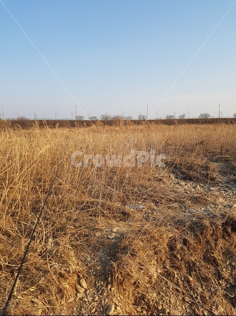 갈대,갈대밭,봄,spring,reed