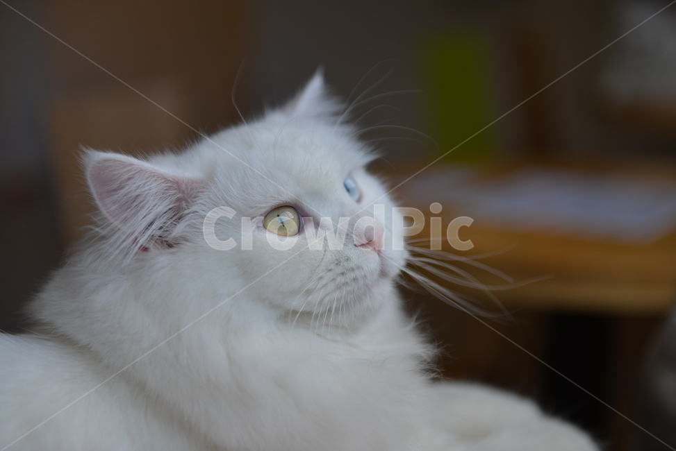 고양이,오드아이,눈,친칠라,귀여움,애완동물,반려묘,동물,animal,포유류,mammal,고양이,cat,kitten,kitty
