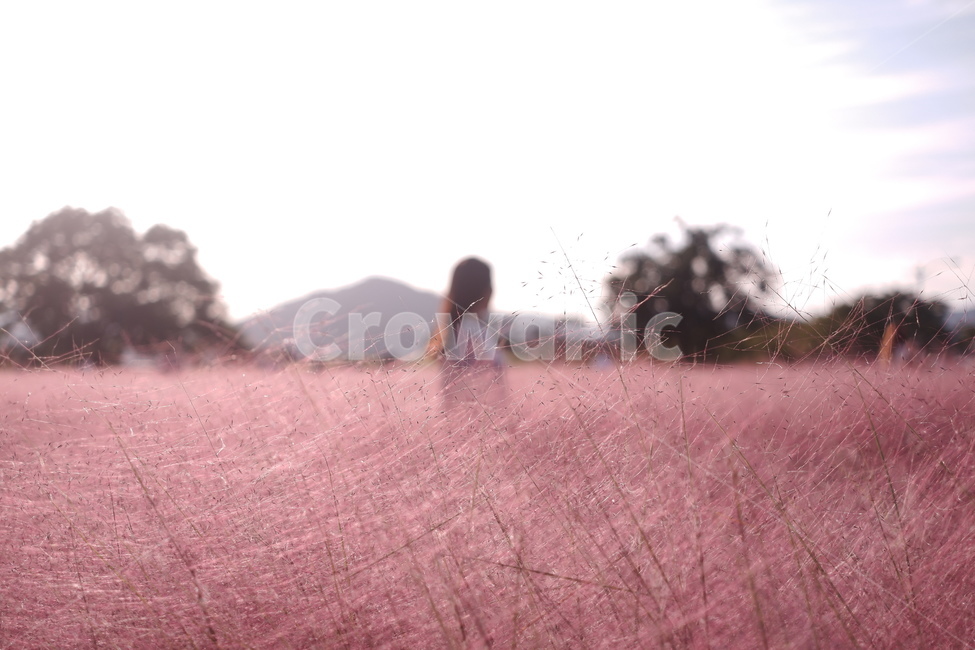 핑크뮬리,뒷모습,경주,풍경,여행지,여자,여인,여성,가을,계절,fall,autumn,season,field,들