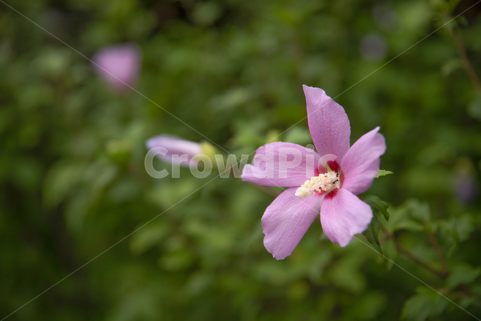 blossom,flower,꽃,plant,식물,무궁화,분홍색,자연,풍경,식물,자연,plants,nature,꽃,flower
