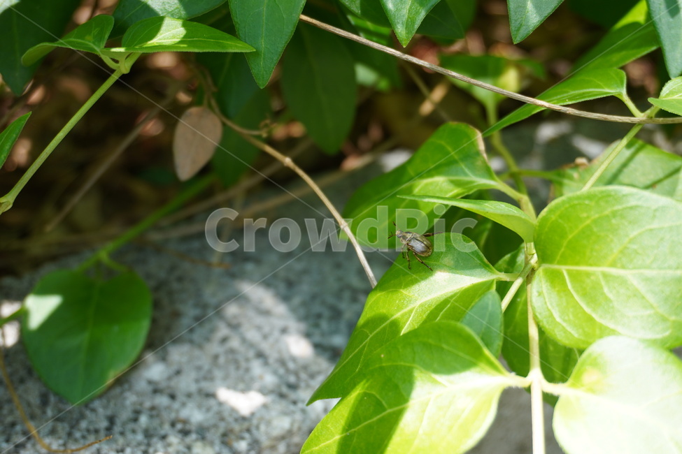 식물,풀,잎,벌레,자연,식물,자연,plants,nature,곤충,벌레,insect,bug