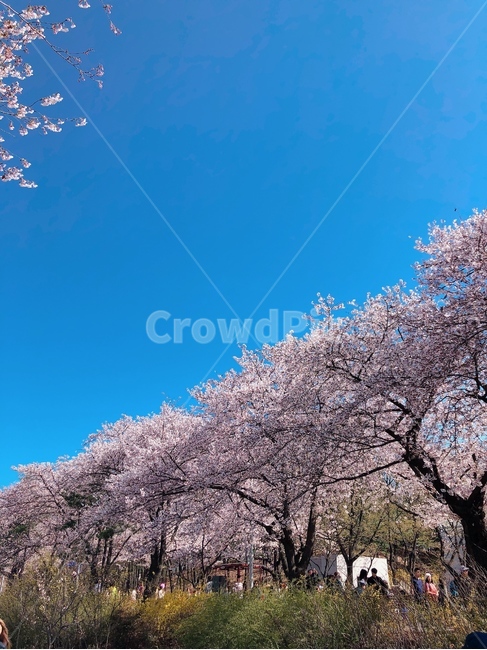 윤중로,벚꽃길,여의도벚꽃,벚꽃,벚꽃나들이,벚꽃하늘,봄날,봄,spring,cherryblossom,봄,계절,spring,season,plant,식물,flower,꽃,blossom,cherry blossom