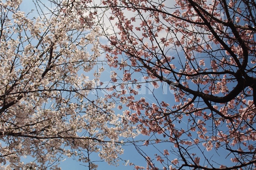 나무,하늘,봄,햇빛,꽃,봄,계절,spring,season,식물,자연,plants,nature,꽃,flower,plant
