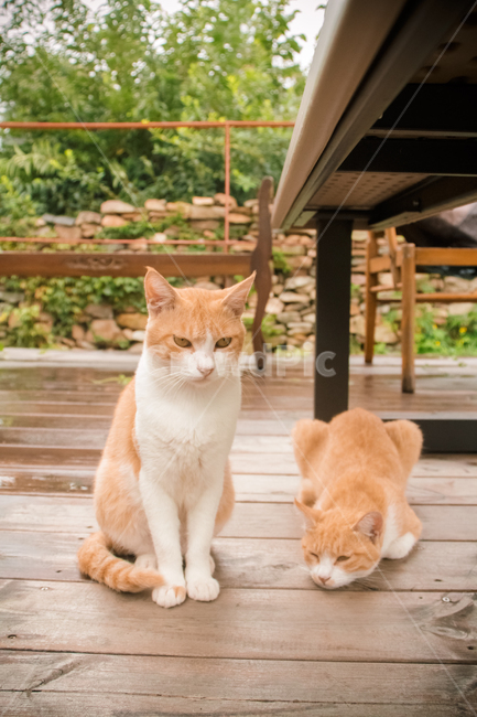 wood,나무,cat,고양이,냥냥이,동물,animal,포유류,mammal,고양이,cat,kitten,kitty