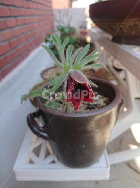 plant,할미꽃,식물,화분,꽃,실내용화초,화분,화초,house plant