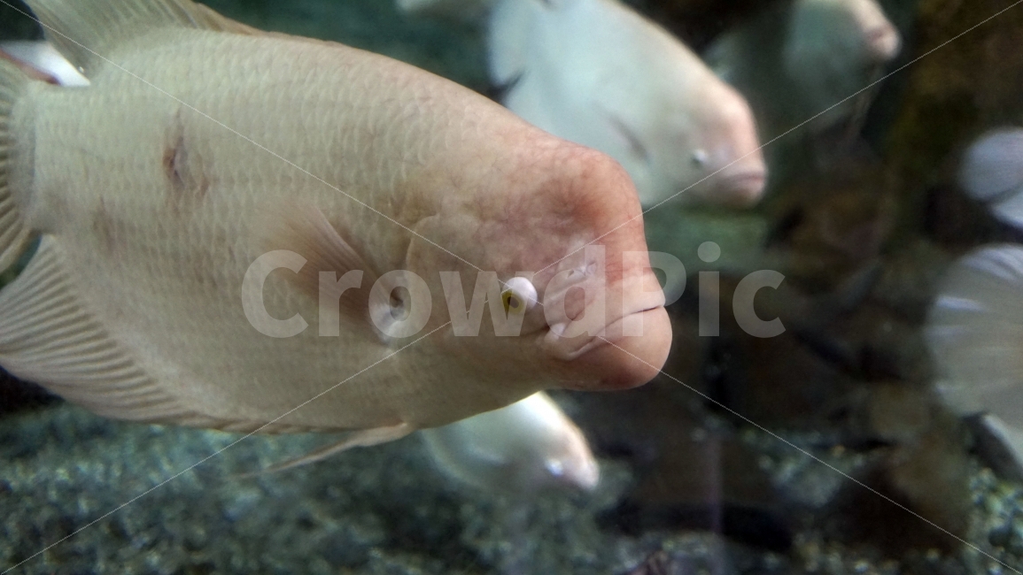 물고기,잉어,열대어,붕어,생선,어류,수족관,낙시,fish,어항,금붕어,수산,해양,바다,생물,동물,물속,바다속,바닷속,animal,수중,생명,자연,nature,물결,동물,animal,어류,물고기,fish