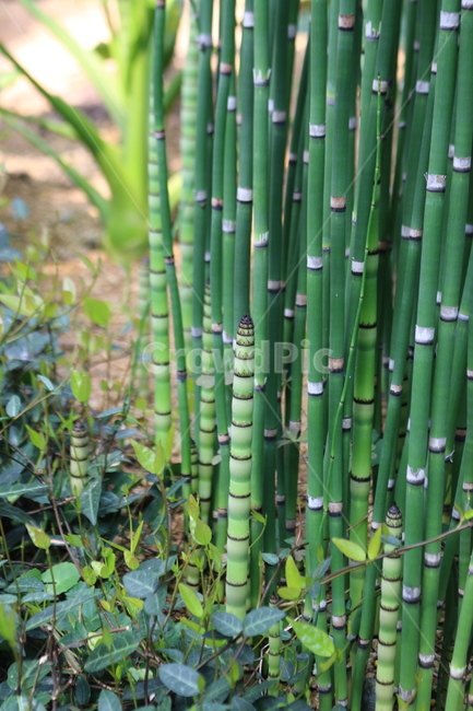 plant,식물,대나무,식물원,새순,조화,식물,자연,plants,nature,나무,trees,wood