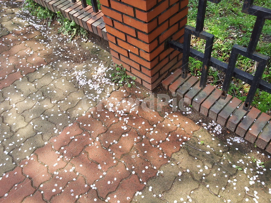 벚꽃길,nature,벚꽃잎,자연,봄날,감성
