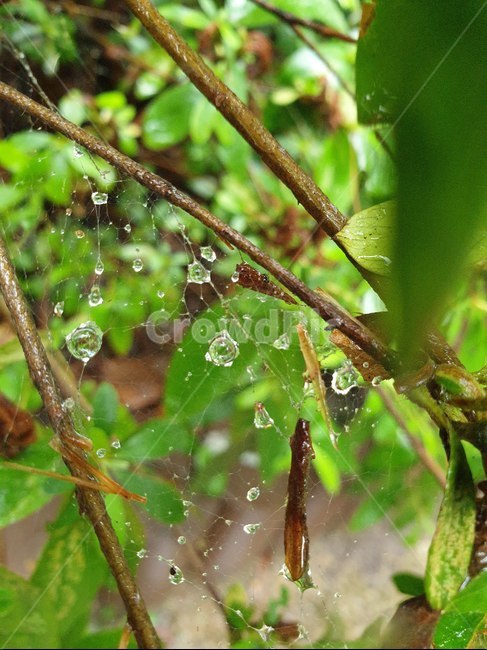 잎,물방울,거미줄,leaf,식물,식물,자연,plants,nature