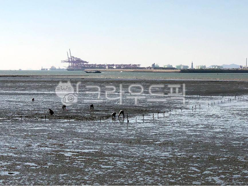 바다,썰물,바닷가,조개잡이,갯벌,오이도,뻘,바다풍경,풍경,자연,바닥,옥외,sea,lowtide,beach,shellfishing,mudflat,oido,sand,seascape,landscape,nature,floor,outdoor