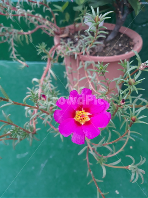 채송화,빨간채송화,제라늄,꽃,식물,flower,식물,자연,plants,nature,꽃,flower