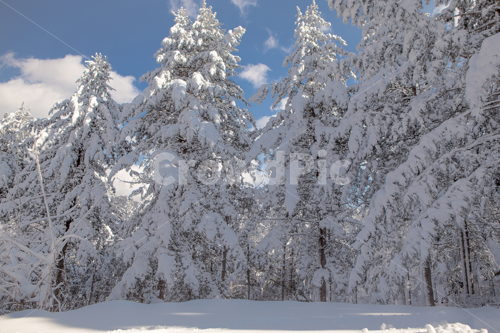 설경,설산,겨울,숲,숲속,겨울꽃,눈꽃,폭설,강원도,원대리,산골,시골,눈,snow,snowheavystorm,winter,forest,countryside,mountainskeleton,겨울,계절,winter,season,자연,풍경,nature,landscape,outdoors,옥외