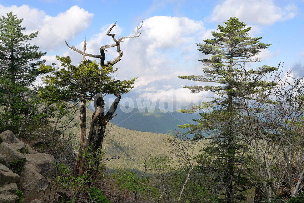 지리산,촛대봉,주능선,구름,고사목,자연,풍경,nature,landscape,한국자연풍경,한국자연경관,korea nature landscape,plant,식물,tree,나무,outdoors,옥외