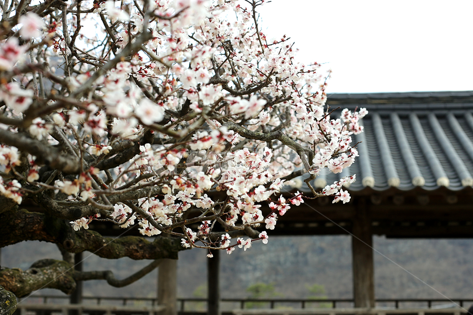 매화꽃,매화,flower,하늘,sky,꽃,봄,계절,spring,season,plant,식물,blossom