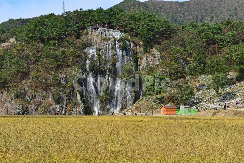 nature,자연,outdoors,옥외,water,물,waterfall,폭포,plant,식물,구절초꽃,blossom,flower,꽃,정읍,구절초공원,구절초,공원,축제,구절초축제,소나무,벼,농업,농사,경작