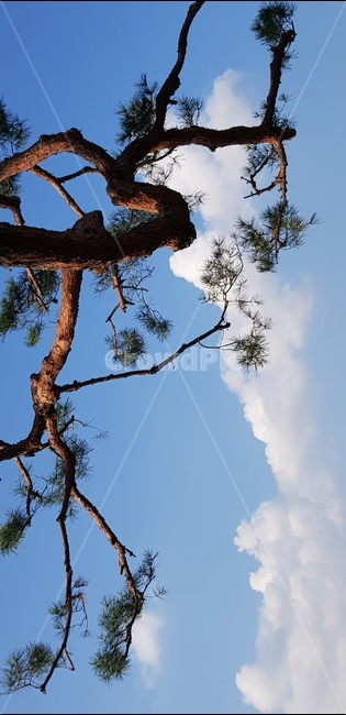 소나무,tree,구름,식물,sky
