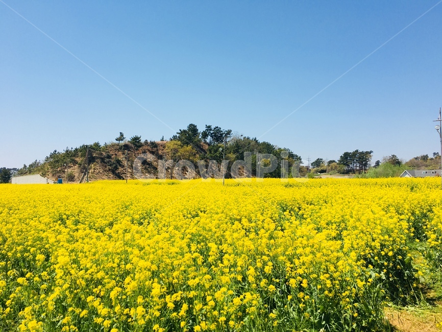 봄꽃,유채,유채꽃,유채밭,꽃,봄,계절,spring,season,자연,풍경,nature,landscape,outdoors,옥외,grassland,목초지,field,들,meadow,rural,농촌,farm,농장