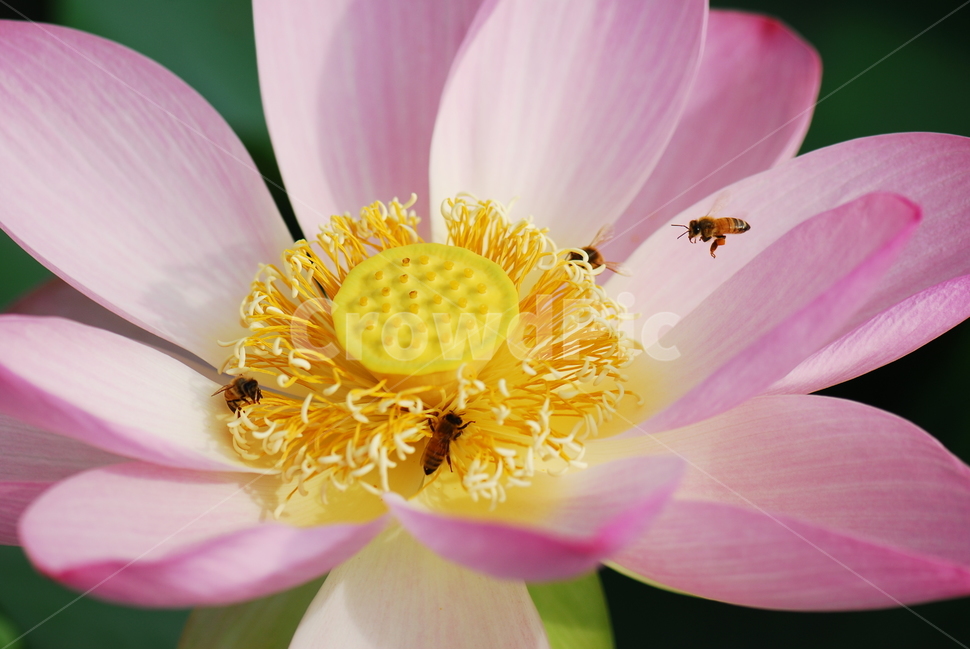 꽃,연꽃,관곡지,불교,여름,식물,자연,plants,nature,꽃,flower,동물,animal,곤충,벌레,insect,bug