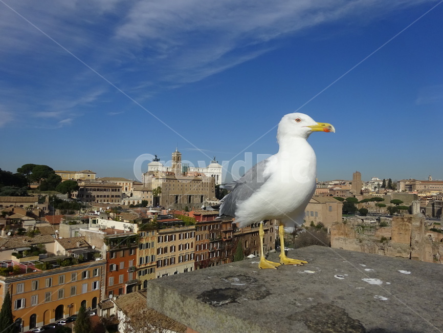 비둘기,로마,동물,bird,새,seagull,하늘새,지붕,유럽비둘기