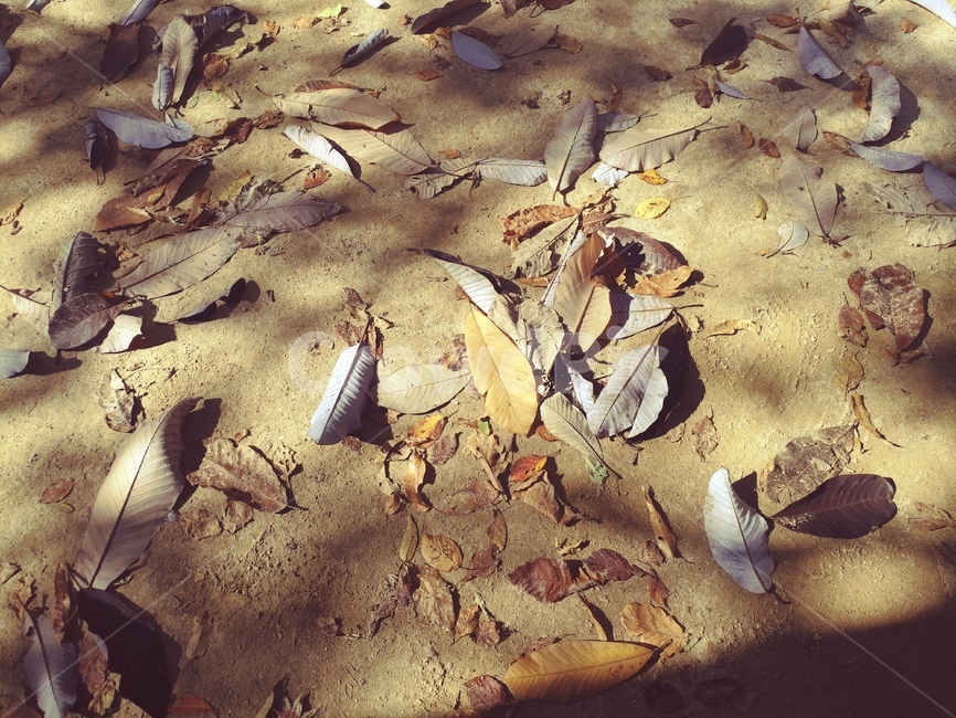 가을,낙엽,단풍,바위,쓸쓸한,정감,계절,가을,계절,fall,autumn,season