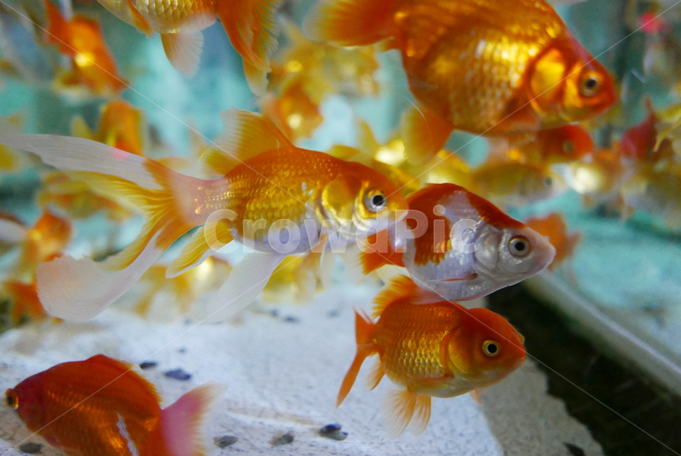 fish,물고기,animal,동물,goldfish,금붕어,동물,animal,어류,물고기,fish