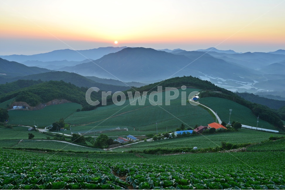 안반데기,안반데기일출,안반데기여명,안반데기배추밭,안반데기아침,nature,자연,outdoors,옥외,한국자연풍경,한국자연경관,korea nature landscape,시골,마을,풍경,landscape,country,rural,town