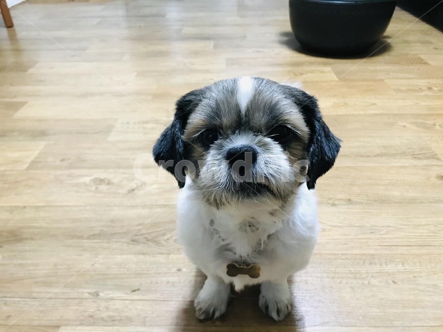 pet,애완동물,dog,개,animal
