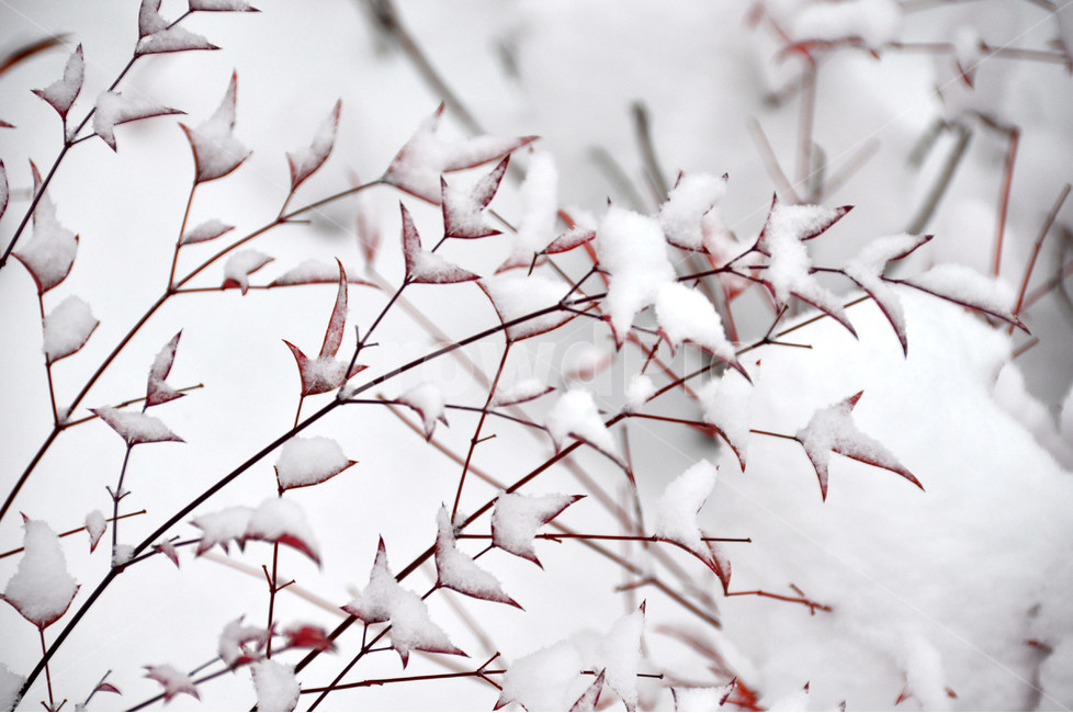 눈,겨울,겨울정경,빨간잎,감성,겨울,계절,winter,season,식물,자연,plants,nature