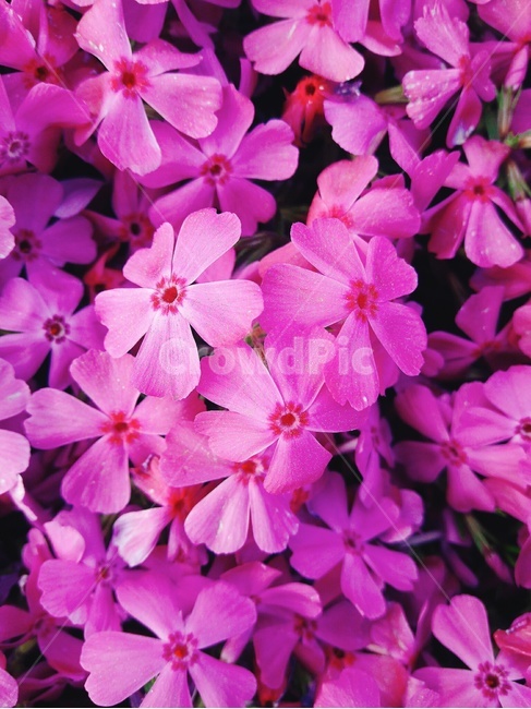 꽃잔디,꽃,봄,봄꽃,flower,spring,garden,예쁜,아름다운,귀여운,정원,식물,자연,분홍색,핑크색,꽃축제,공원,beautiful,nature,식물,자연,plants,nature,꽃,flower
