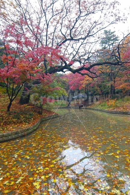 	비원,창덕궁,가을,단풍,계절,정자,단풍나무,나무,숲,자연,한국,전통,한국전통,연못,관람정,관람지,풍경,가을풍경,가을이미지,배경,배경이미지,컬러,칼라,컬러풀,세계문화유산,궁,궁궐,명승지,관광지,명소,서울,관광,여행,낙엽,반영,자연,풍경,nature,landscape,가을,계절,fall,autumn,season,랜드마크,landmark,tourist attraction,한국전통,한국문화,korean traditional,korean culture,plant,식물