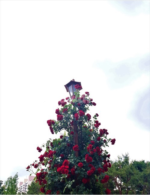 장미,가로등,꽃,식물,자연,rose,streetlamp,flower,plant,nature,식물,자연,plants,nature,꽃,flower