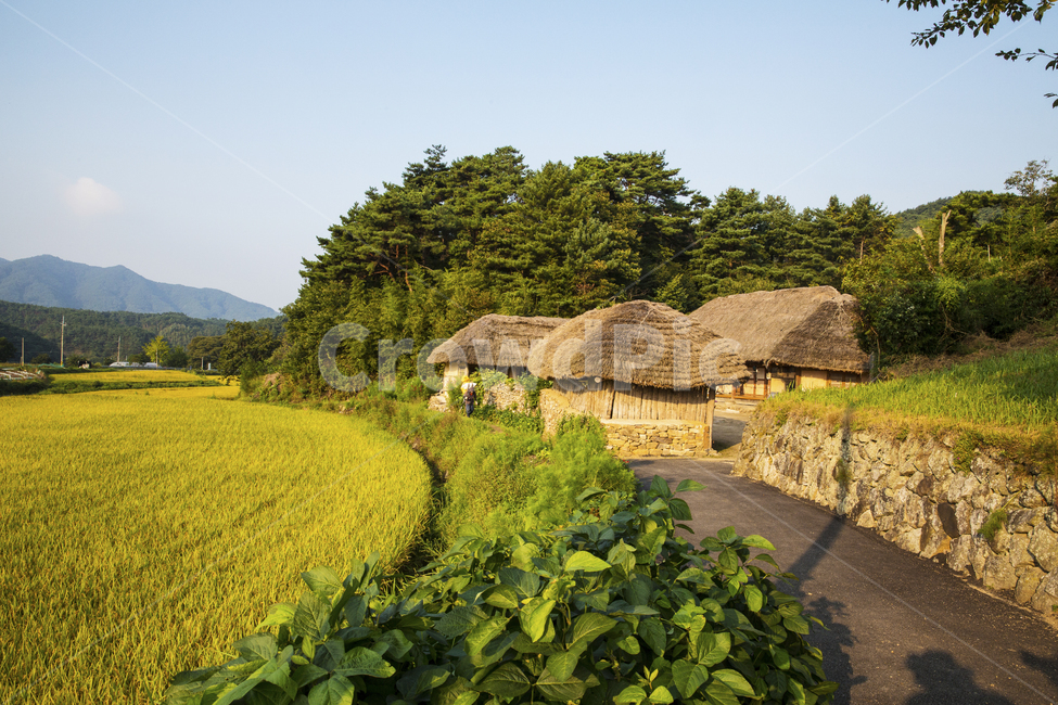 자연,풍경,집,한옥,초가집,민속문화재,제35호,참억새,새풀,샛집,왕골,민속,문화재,전라북도,하늘,구름,가을,푸른,푸른하늘,뭉게구름,산,시골,계절,들판,벼,오솔길,지붕,농촌,산촌,nature,landscape,house,hanok,thatchedhouse,folkculturalproperty,no35,pampasgrass,sacredgrass,homegarden,wanggol,folk,culturalproperty,jeollabukdo,sky,cloud,autumn,blue,bluesky,cloudycloud,mountain,countryside,seasonal,field,paddy,trail,roof,rural,mountainvillage,시골,마을,풍경,landscape,country,rural,town