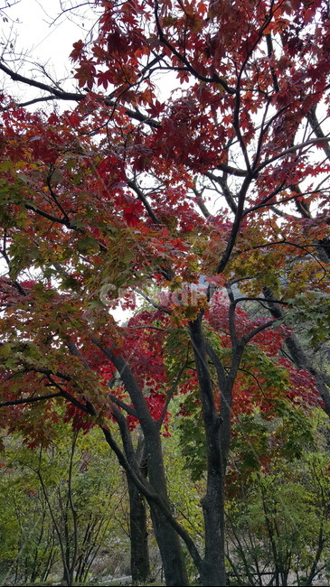 가을,가을경치,단풍,단풍나무,단풍잎,빨강,빨간나무,빨간잎,가을,계절,fall,autumn,season,식물,자연,plants,nature,나무,trees,wood,tree,plant,tree trunk,나무 줄기