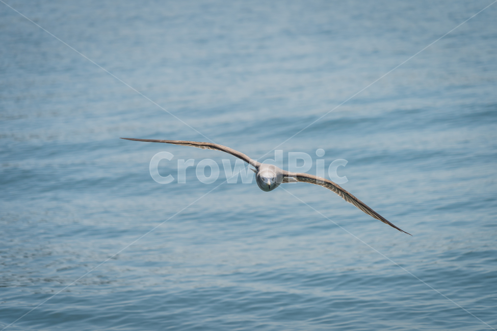 갈매기,조류,바다,비상,새,비행,seagull,창공,날다,자연,트랙킹,연사,순간포착,동물,animal,조류,새,birds